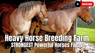 Heavy Horse Breeding Farm  STRONGEST Powerful Horses Facts [upl. by Felske]