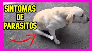 10 Sintomas de PARASITOS EN PERROS [upl. by Eiba642]