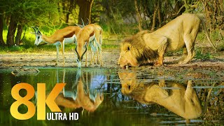 Amazing Wildlife of Botswana  8K Nature Documentary Film with music [upl. by Estel]