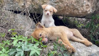 The cry for help of two dogs abandoned by their cruel owner on the side of the road and I saved them [upl. by Cortney]