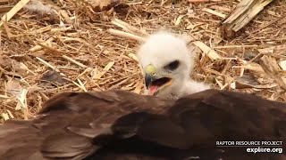 Viewer Discretion Advised  Part 1  Alive hawklet brought to the Decorah North nest  5142021 [upl. by Olivier]