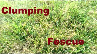 Clumping Fescue  What To Do [upl. by Indys]