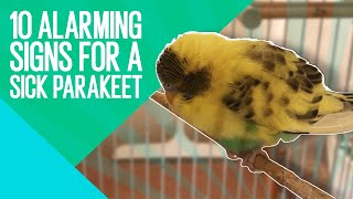 10 WARNING signs of sick parakeets [upl. by Dael]