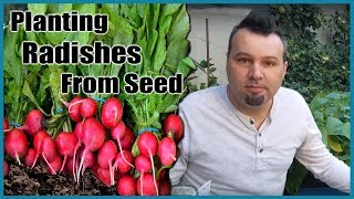 Planting Radishes from Seed [upl. by Rudy]