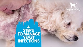 4 Simple Steps to Manage Yeast Infections in Dogs [upl. by Elnora145]