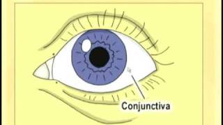 Ophthalmology Lecture  Eye Anatomy Part 1 [upl. by Gentille]