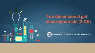 two dimensional polyacrylamide gel electrophoresis [upl. by Berns]