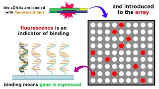 Gene Expression Analysis and DNA Microarray Assays [upl. by Ikairik]