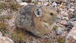 American Pika Ochotona princeps Colorado USA [upl. by Boulanger]