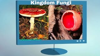 Kingdom Fungi Characteristics [upl. by Selinski]