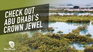 Explore the sprawling Mangrove National Park  Visit Abu Dhabi [upl. by Cherry]