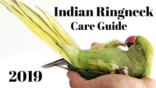 Indian Ringneck Parakeet Care Guide [upl. by Fatsug220]