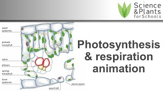 Photosynthesis amp respiration in plants  animation 🌻🌞 [upl. by Ladnor]