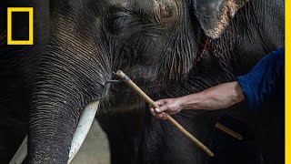 Inside the Dark World of Captive Wildlife Tourism  National Geographic [upl. by Oninotna]