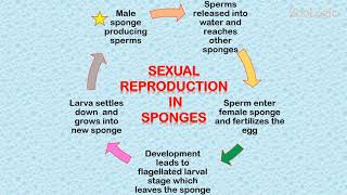 Reproduction in Sponges [upl. by Yevreh709]