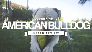 AMERICAN BULLDOG BREED REVIEW [upl. by Irtak]