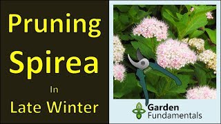 Pruning Spirea Shrubs winter prune for more flowers [upl. by Thamora]