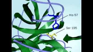 Chymotrypsin Mechanism of action of Chymptrypsin fully defined [upl. by Lashonde328]