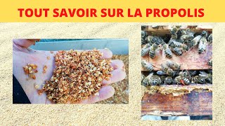 récolter et préparer la propolis [upl. by Hannon]