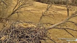 Decorah Eagles  North Nest 08032023 [upl. by Bettine]