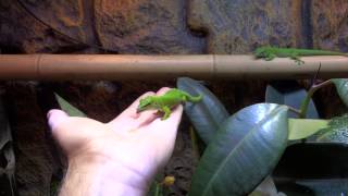 Phelsuma Grandis Madagascar Giant Day Gecko [upl. by Oirretno]