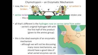 Lecture 7C Chymotrypsin Mechanism [upl. by Asirral]