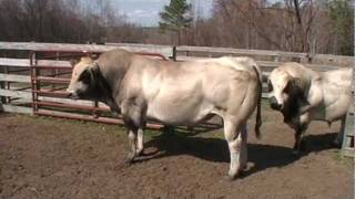 PIEDMONTESE BULLS 2 TONS OF BEEF [upl. by Norven]