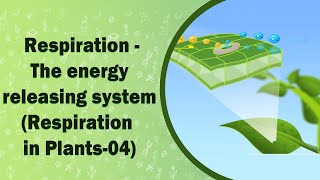 Respiration  The energy releasing system  Respiration in Plants04  X Class [upl. by Gibert]