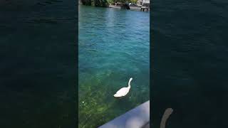 Rio Limmat Zurique Suiça travel travelvlog switzerland suiça swiss zurich [upl. by Yursa]