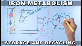 Iron Metabolism  Storage and Recycling [upl. by Marron]