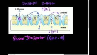 Glucose Transporter GLUT How Does it Work [upl. by Sidoma]