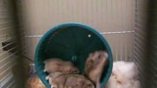 Baby Russian Dwarf Hamsters Running on Wheel [upl. by Norel863]