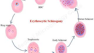 Plasmodium falciparum life cycle animation [upl. by Eeimaj]