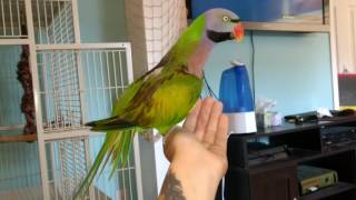 Moustache Parakeet mating dance pt2 [upl. by Evers]