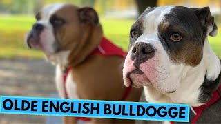 Olde English Bulldogge  TOP 10 Interesting Facts [upl. by Retsevlis]