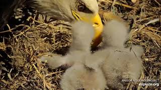 Decorah Eagles  North Nest 30032024 [upl. by Fritzie]