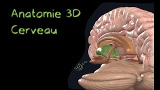 Description Anatomique 3D du cerveau Naturosoutien [upl. by Nylyrehc6]