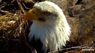 Decorah Eagles  North Nest 24022024 [upl. by Ennovad837]