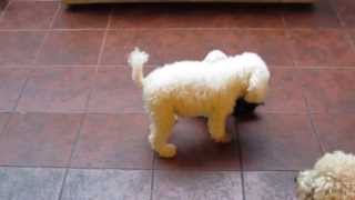 Caniche Toy Super divertidos [upl. by Odetta]