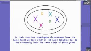 422 Define Homologus Chromosomes [upl. by Zanze]