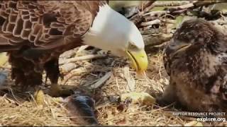 Decorah North Eagles DN9 Scarfing Down On Huge Fish 51019 [upl. by Euqor]