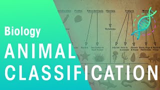 Animal Classification  Evolution  Biology  FuseSchool [upl. by Ycal]