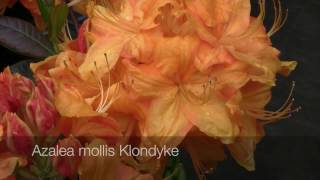 Mollis Azaleas  The Deciduous Azalea [upl. by Cohligan]