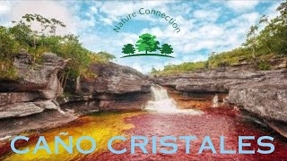 Dive into the Rainbow River Caño Cristales  Most spectacular river  Nature Connection [upl. by Fidellas504]