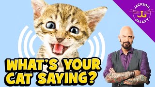 Cat Vocalizations and What They Mean [upl. by Giulia25]