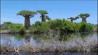 The Baobab Trees Madagascar [upl. by Melania]