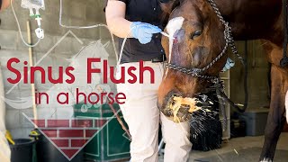 Flushing a Horses Sinus [upl. by Nnaegroeg]