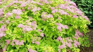 Renewal Pruned Spirea Flourishing [upl. by Olnek]