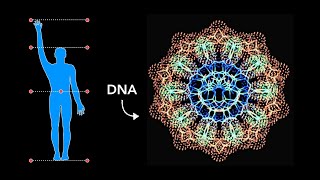 HOW Sacred Geometry is embedded in YOUR DNA [upl. by Yankee]