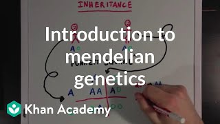 An Introduction to Mendelian Genetics  Biomolecules  MCAT  Khan Academy [upl. by Ianteen]